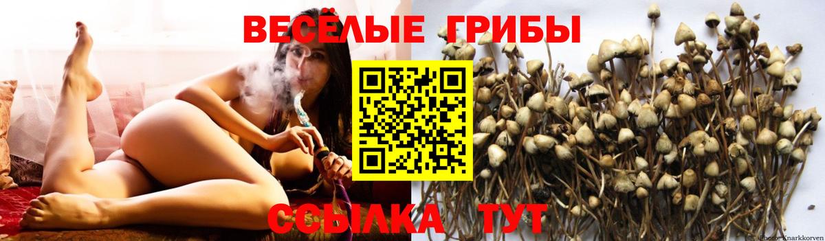 Псилоцибиновые грибы GOLDEN TEACHER  Вход с VPN  Кандалакша 